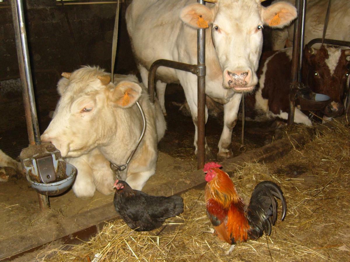 Ferme Hurlet Stavelot Luaran gambar